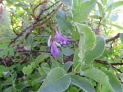 Astragalus alpinus