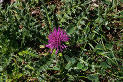 Cirsium acaule