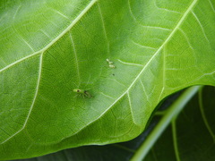 Tetragnatha squamata