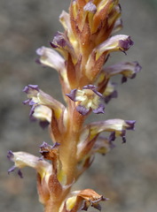 Orobanche