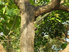 Yungipicus canicapillus