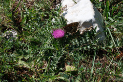 Cirsium acaule