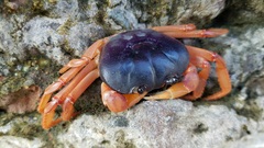 Gecarcinus