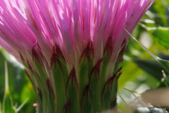 Cirsium acaule