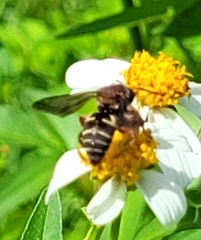 Triepeolus rufithorax