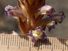 Orobanche