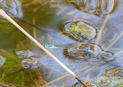 Pseudagrion microcephalum