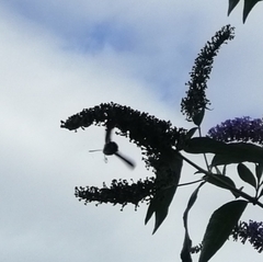 Macroglossum stellatarum
