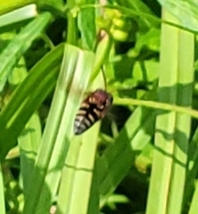 Triepeolus rufithorax