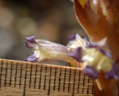 Orobanche