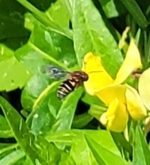 Triepeolus rufithorax