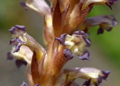Orobanche