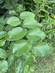 Ulmus