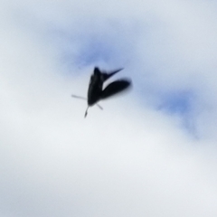 Macroglossum stellatarum