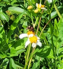 Triepeolus rufithorax