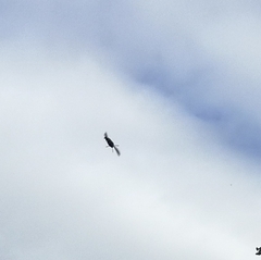 Macroglossum stellatarum