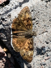 Erynnis tristis tatius