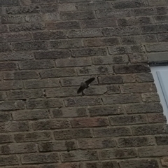 Macroglossum stellatarum