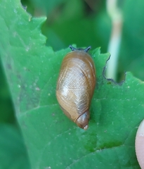 Succineidae