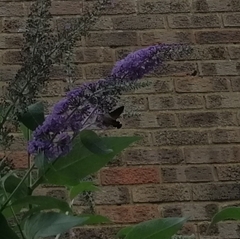 Macroglossum stellatarum