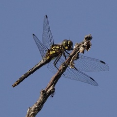 Sympetrum danae