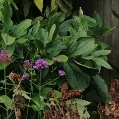 Macroglossum stellatarum