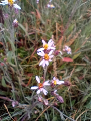 Tripolium pannonicum