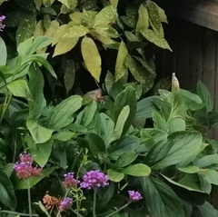 Macroglossum stellatarum