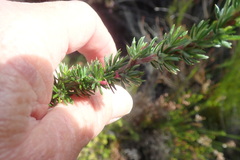 Cliffortia stricta