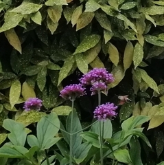 Macroglossum stellatarum