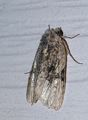 Oligia modica