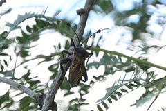 Pachylis neocalifornicus