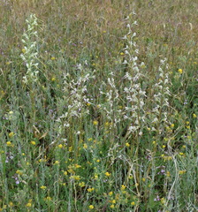 Himantoglossum caprinum