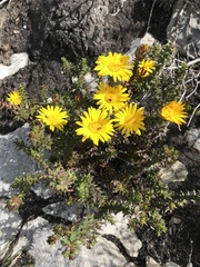 Oedera capensis