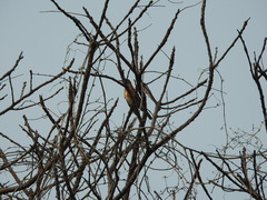 Turdus chrysolaus