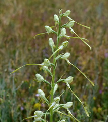Himantoglossum caprinum