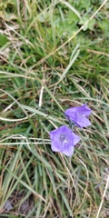 Campanula scheuchzeri