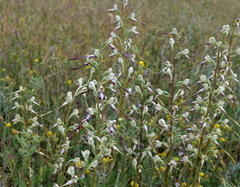 Himantoglossum caprinum