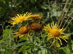 Pentanema salicinum