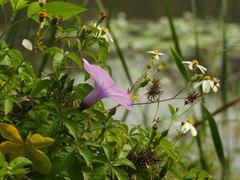 Ipomoea cairica