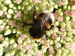 Bombus