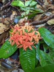 Ixora
