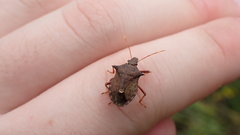 Picromerus bidens