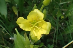 Oenothera