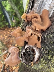 Auricularia