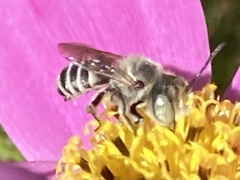 Megachile rotundata