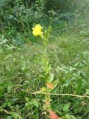 Oenothera