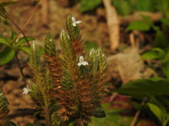 Lepidagathis formosensis