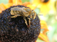 Halictus subauratus