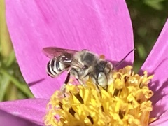 Megachile rotundata